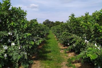 Apoio aos produtores muda a agricultura em Siqueira Campos