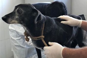 Cães do abrigo animal fazem testes da doença Leishmaniose - parasita que pode ser transmitida para humanos