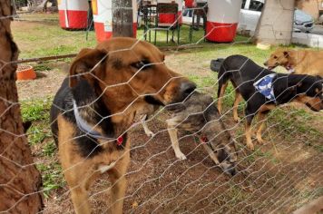 17 cães ganharam um novo lar após feira de adoção