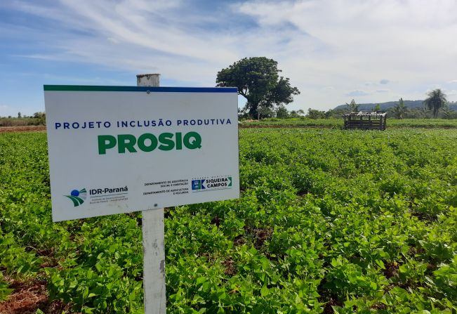 Famílias siqueirenses estão tendo implemento de renda com Projeto de Inclusão Produtiva - PROSIQ