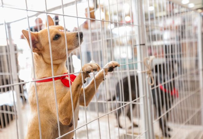 Nova feira de adoções de cães